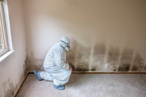 Best Mold Removal for HVAC Installations  in Bronx, NY